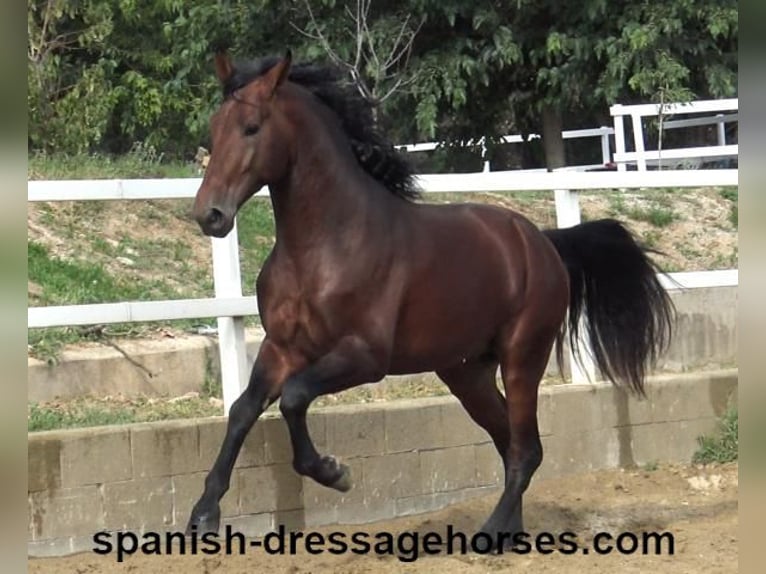 PRE Mix Stallion 3 years 16,1 hh Brown in Barcelona