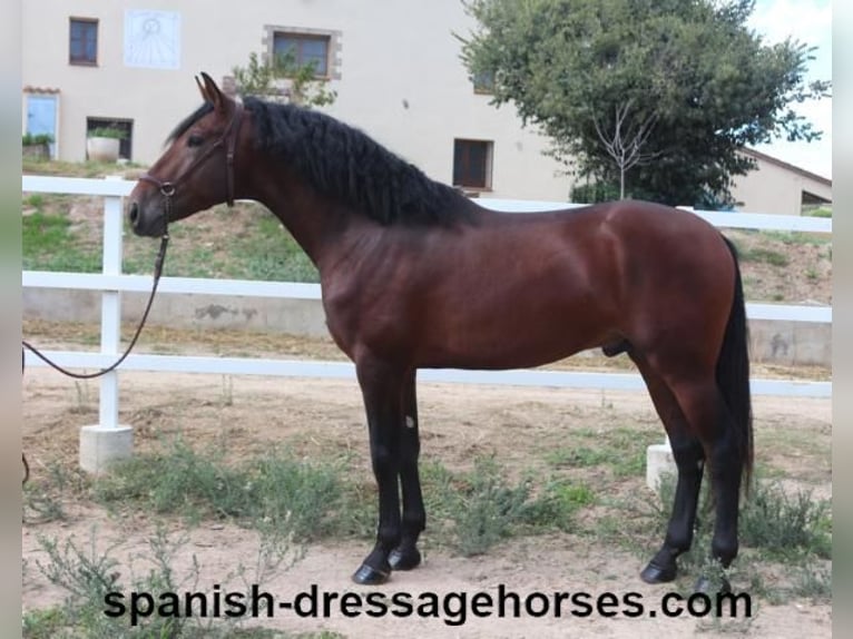 PRE Mix Stallion 3 years 16,1 hh Brown in Barcelona