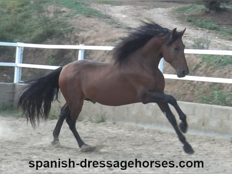 PRE Mix Stallion 3 years 16,1 hh Brown in Barcelona