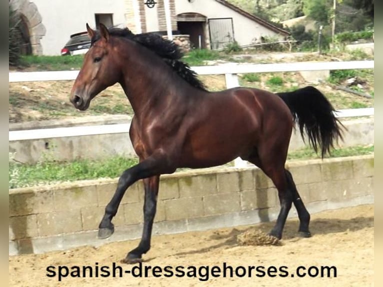 PRE Mix Stallion 3 years 16,1 hh Brown in Barcelona