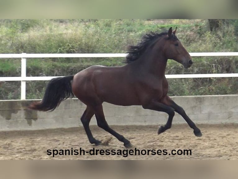 PRE Mix Stallion 3 years 16,1 hh Brown in Barcelona