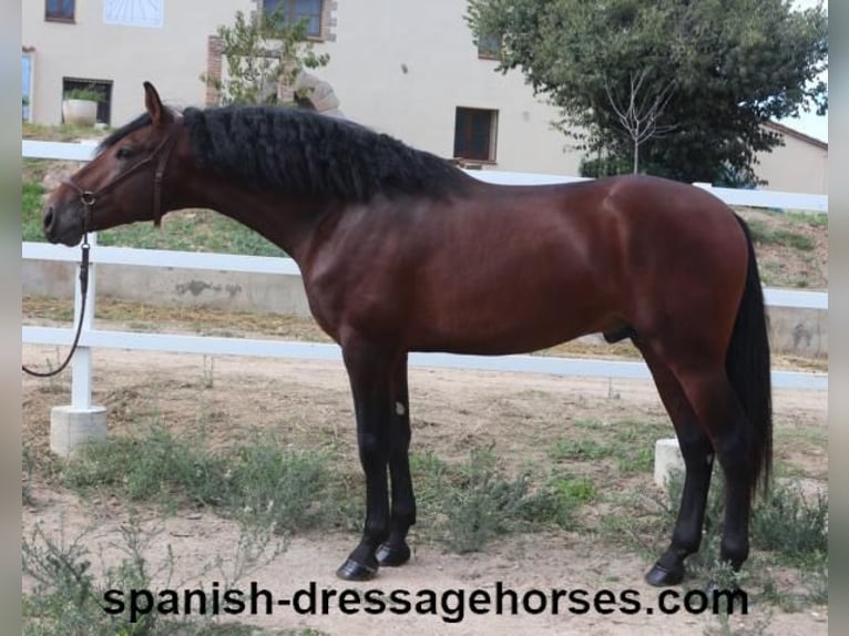 PRE Mix Stallion 3 years 16,1 hh Brown in Barcelona