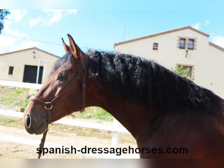 PRE Mix Stallion 3 years 16,1 hh Brown in Barcelona