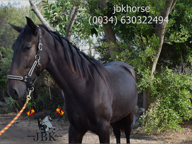 PRE Stallion 3 years 16,1 hh Brown in Tabernas Almeria