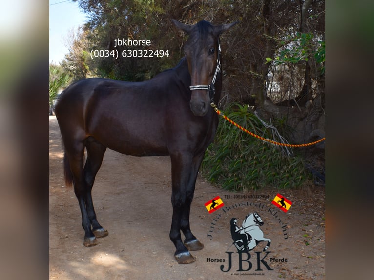 PRE Stallion 3 years 16,1 hh Brown in Tabernas Almeria