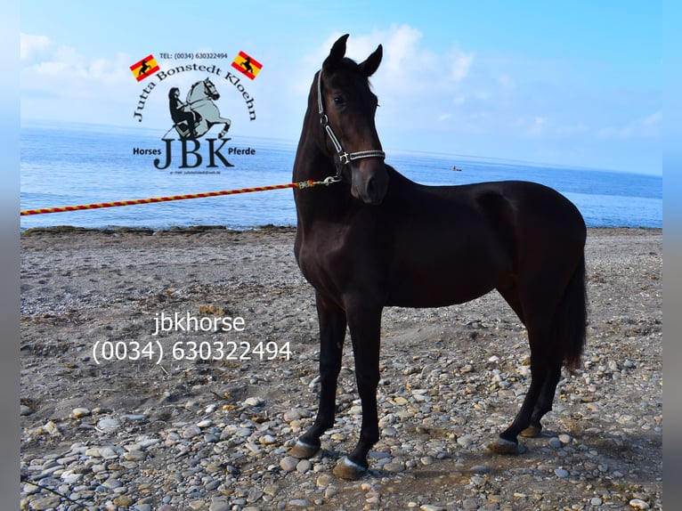 PRE Stallion 3 years 16,1 hh Brown in Tabernas Almeria