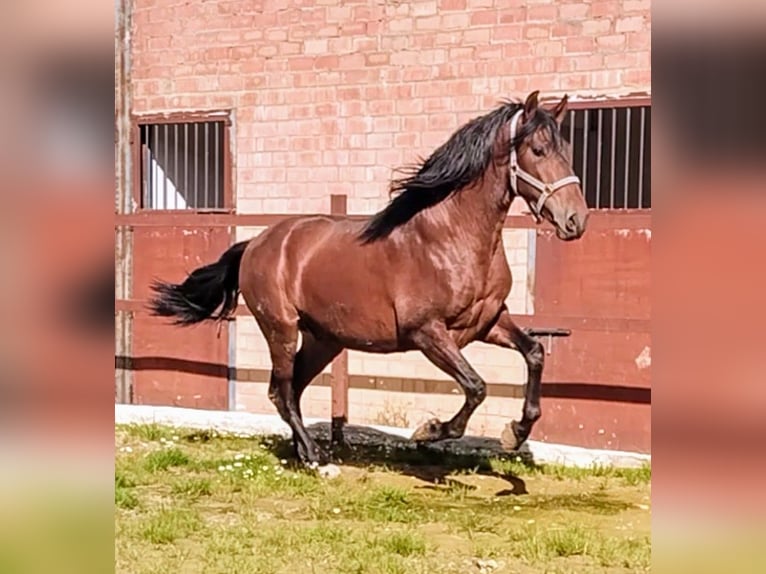 PRE Mix Stallion 3 years 16,1 hh Brown in Calañas