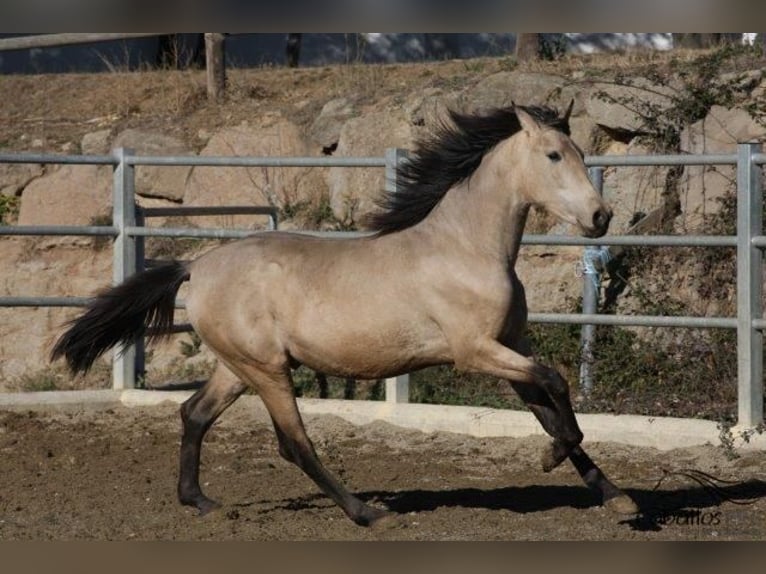 PRE Stallion 3 years 16,1 hh Buckskin in Barcelona