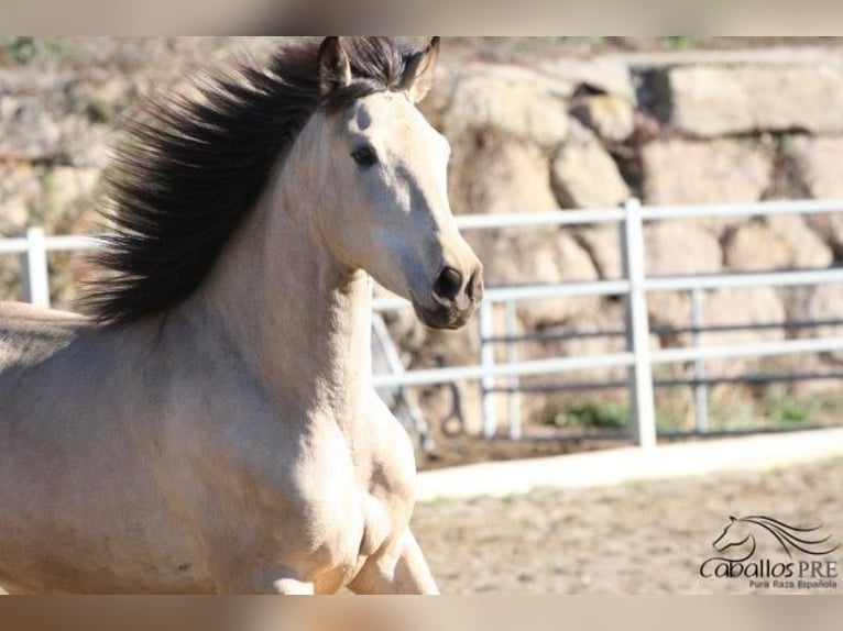 PRE Stallion 3 years 16,1 hh Buckskin in Barcelona