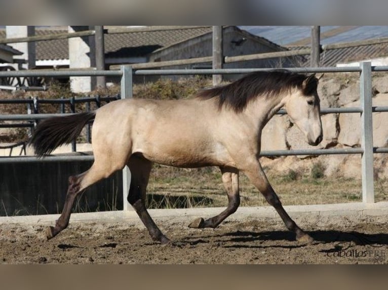 PRE Stallion 3 years 16,1 hh Buckskin in Barcelona