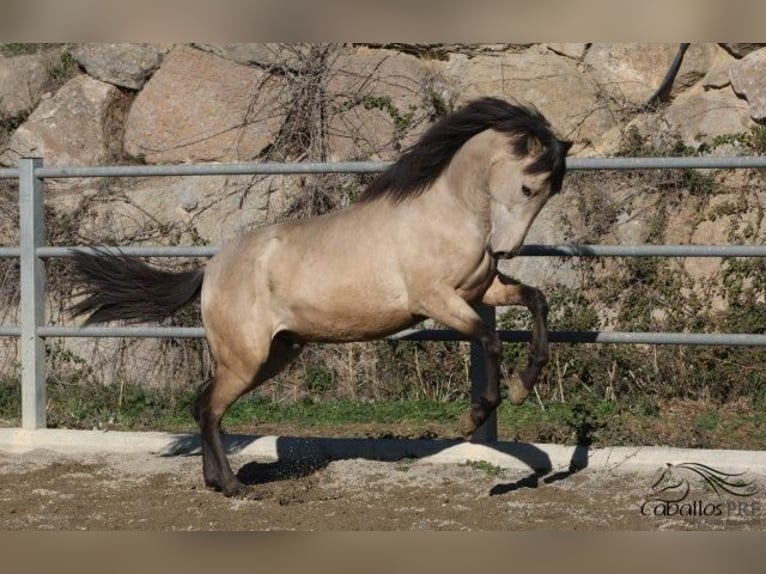 PRE Stallion 3 years 16,1 hh Buckskin in Barcelona