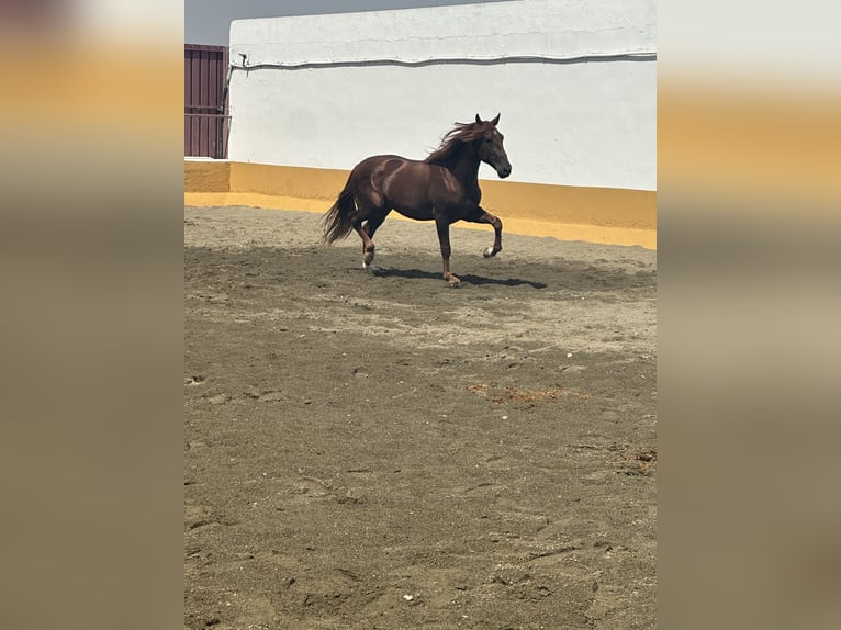 PRE Mix Stallion 3 years 16.1 hh Chestnut-Red in Albacete
