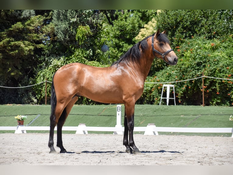 PRE Mix Stallion 3 years 16,1 hh Dun in Griñon