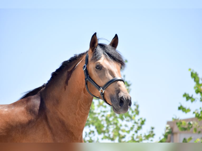 PRE Mix Stallion 3 years 16,1 hh Dun in Griñon