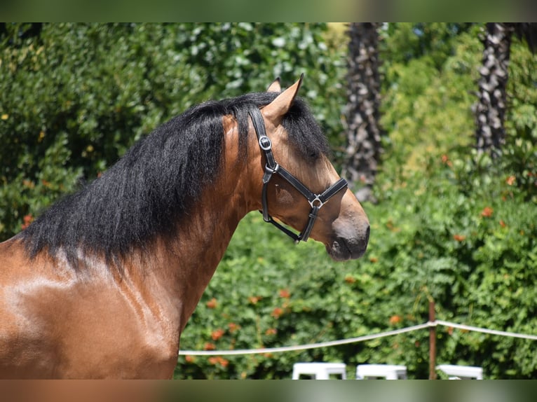 PRE Mix Stallion 3 years 16,1 hh Dun in Griñon