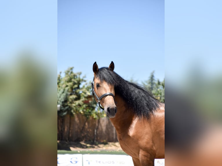 PRE Mix Stallion 3 years 16,1 hh Dun in Griñon