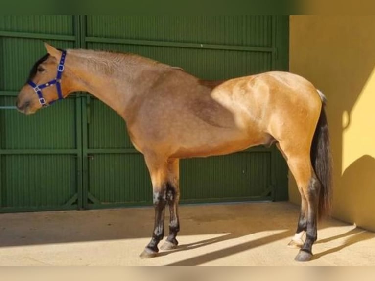 PRE Mix Stallion 3 years 16,1 hh Dun in Sevilla