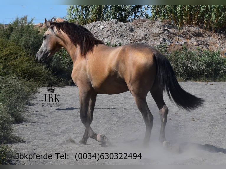 PRE Stallion 3 years 16.1 hh Dun in Taberna Almeria