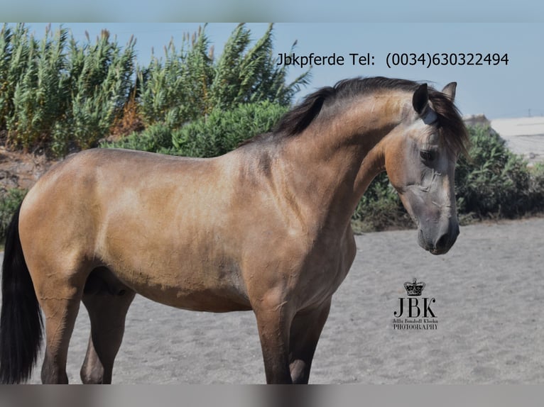PRE Stallion 3 years 16.1 hh Dun in Taberna Almeria