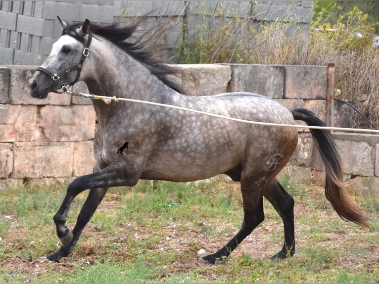 PRE Stallion 3 years 16,1 hh Dun in Mallorca