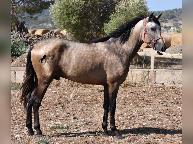 PRE Stallion 3 years 16,1 hh Dun in Mallorca