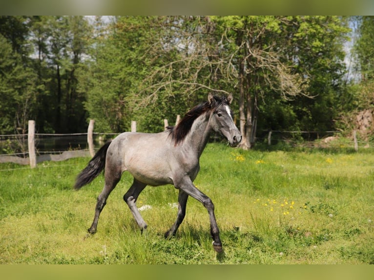 PRE Stallion 3 years 16,1 hh Gray in Lübbenau