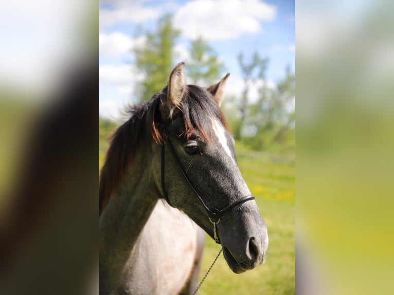 PRE Stallion 3 years 16,1 hh Gray in Lübbenau
