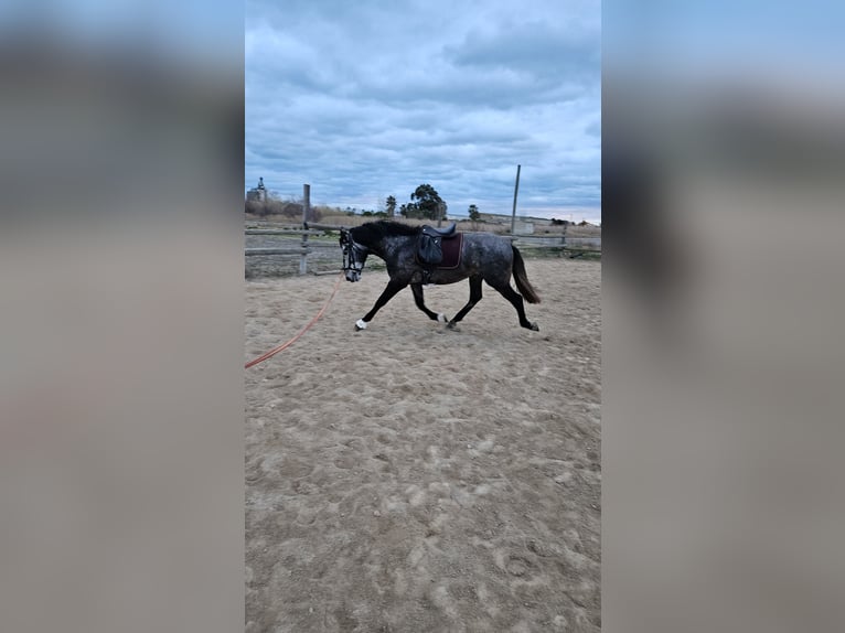 PRE Stallion 3 years 16,1 hh Gray in Deltebre