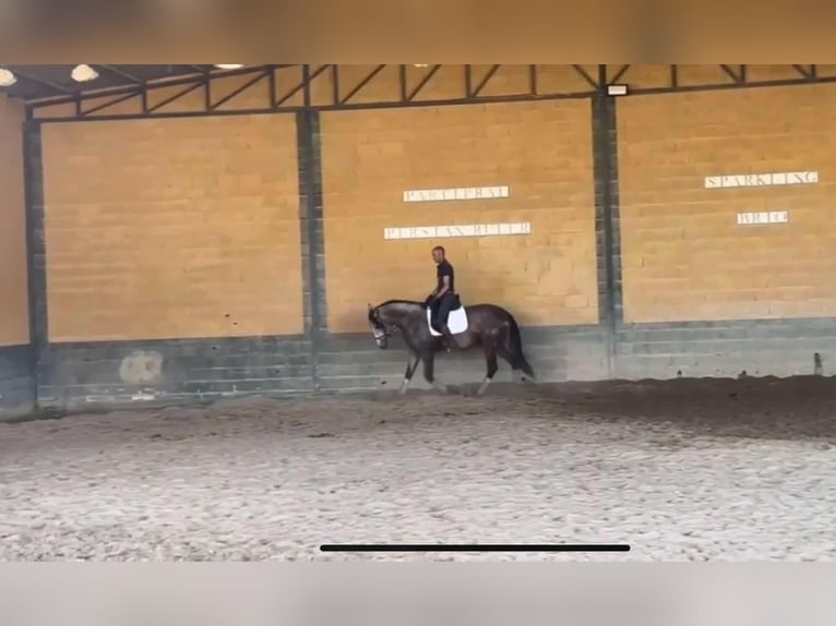 PRE Mix Stallion 3 years 16,1 hh Gray in Galaroza