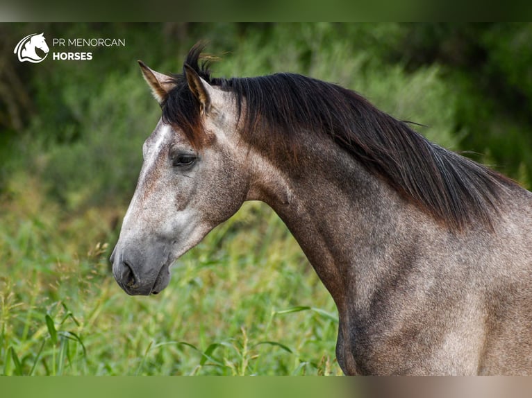 PRE Stallion 3 years 16,1 hh Gray in Menorca