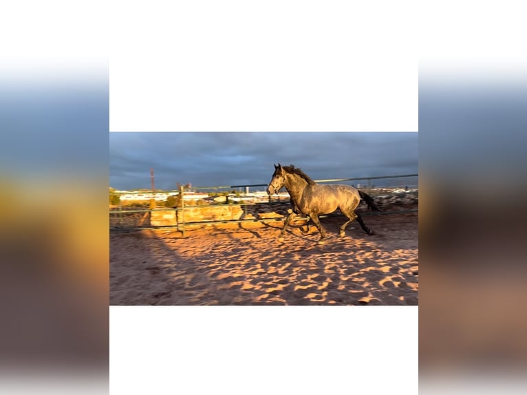 PRE Mix Stallion 3 years 16,1 hh Gray in Huelva