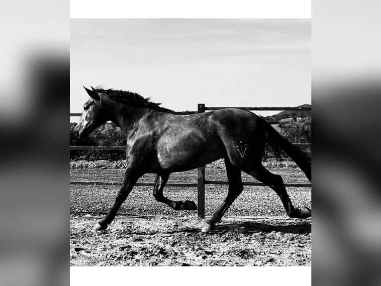 PRE Mix Stallion 3 years 16,1 hh Gray in Huelva