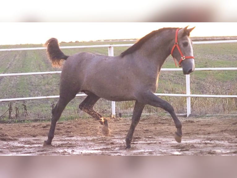 PRE Mix Stallion 3 years 16,1 hh Gray in NAVAS DEL MADRONO