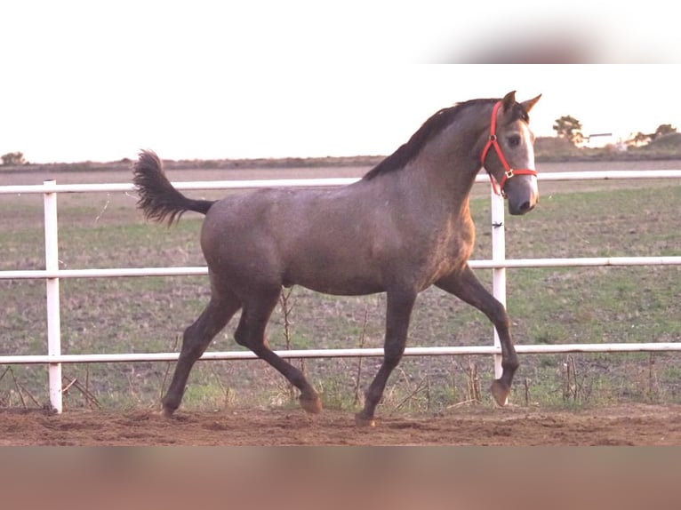 PRE Mix Stallion 3 years 16,1 hh Gray in NAVAS DEL MADRONO