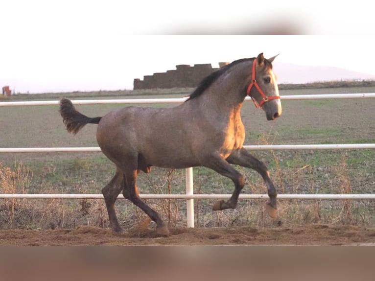 PRE Mix Stallion 3 years 16,1 hh Gray in NAVAS DEL MADRONO