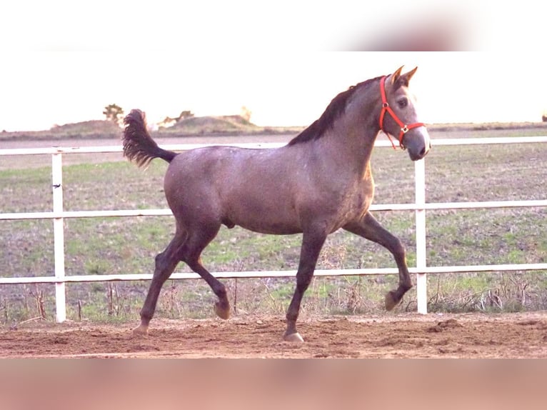 PRE Mix Stallion 3 years 16,1 hh Gray in NAVAS DEL MADRONO