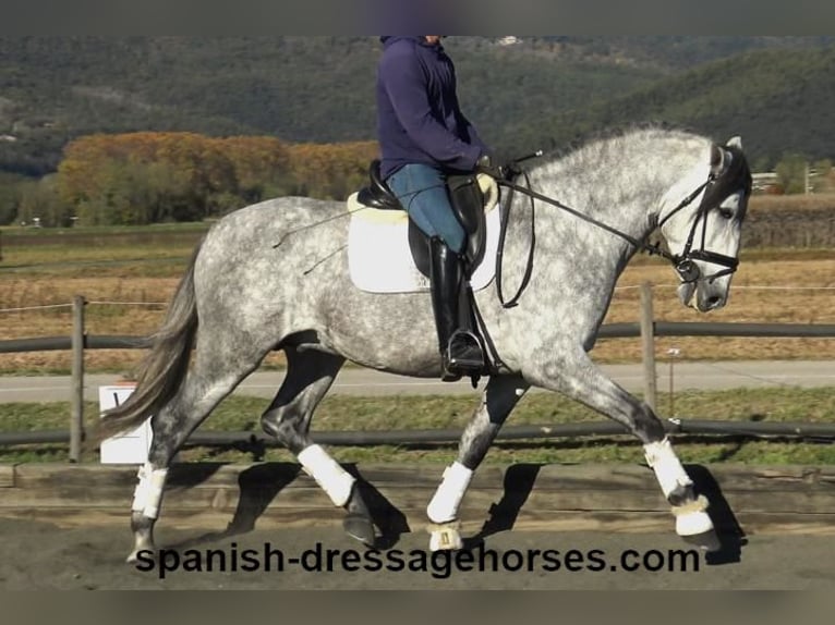 PRE Mix Stallion 3 years 16,1 hh Gray in Barcelona