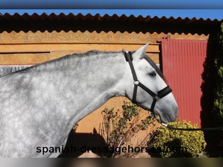 PRE Mix Stallion 3 years 16,1 hh Gray in Barcelona