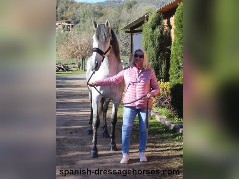 PRE Mix Stallion 3 years 16,1 hh Gray in Barcelona