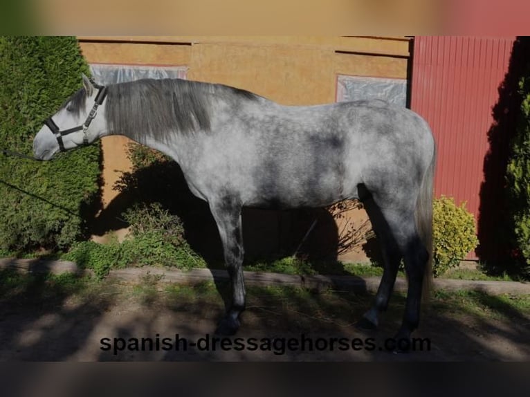 PRE Mix Stallion 3 years 16,1 hh Gray in Barcelona