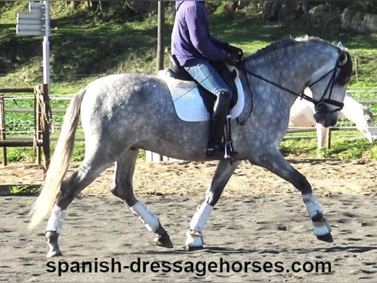 PRE Mix Stallion 3 years 16,1 hh Gray in Barcelona