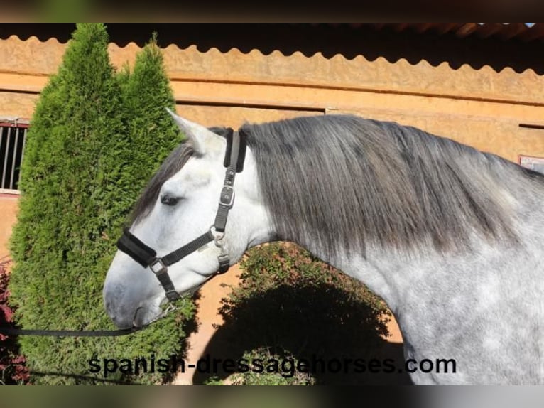 PRE Mix Stallion 3 years 16,1 hh Gray in Barcelona