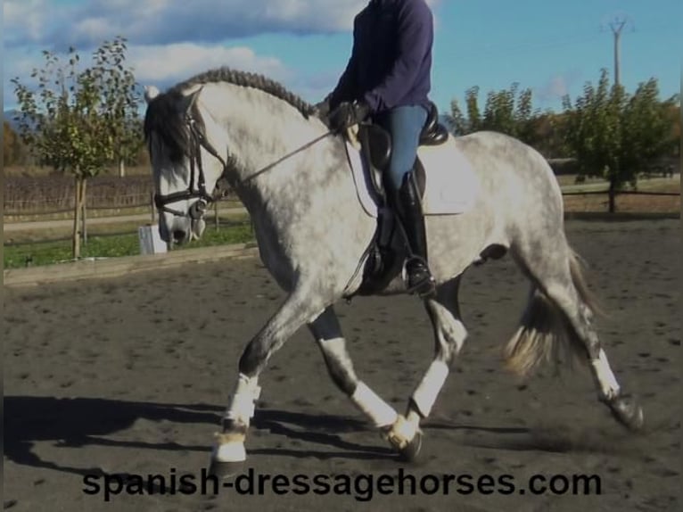 PRE Mix Stallion 3 years 16,1 hh Gray in Barcelona