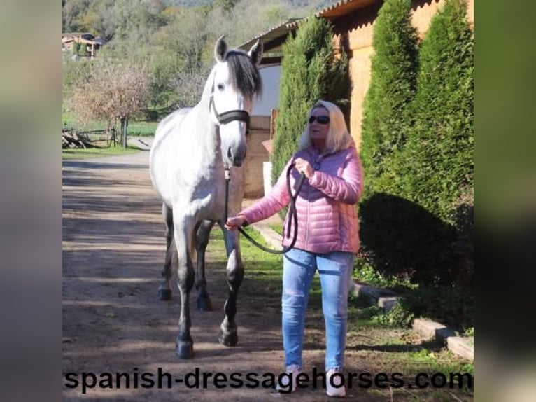 PRE Mix Stallion 3 years 16,1 hh Gray in Barcelona