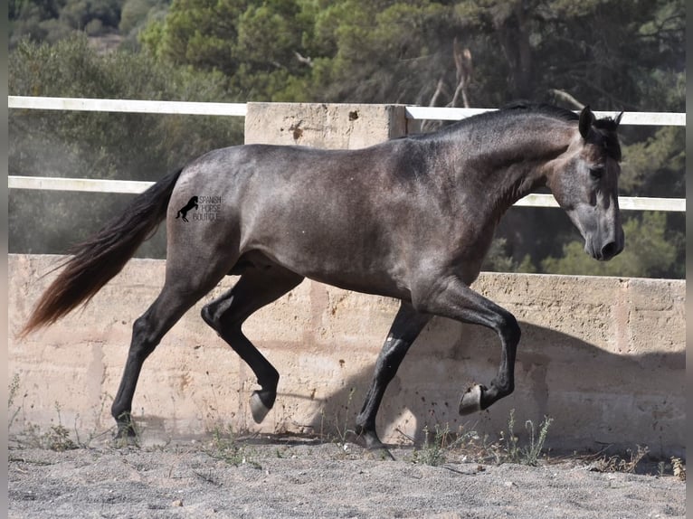 PRE Stallion 3 years 16,1 hh Gray in Mallorca