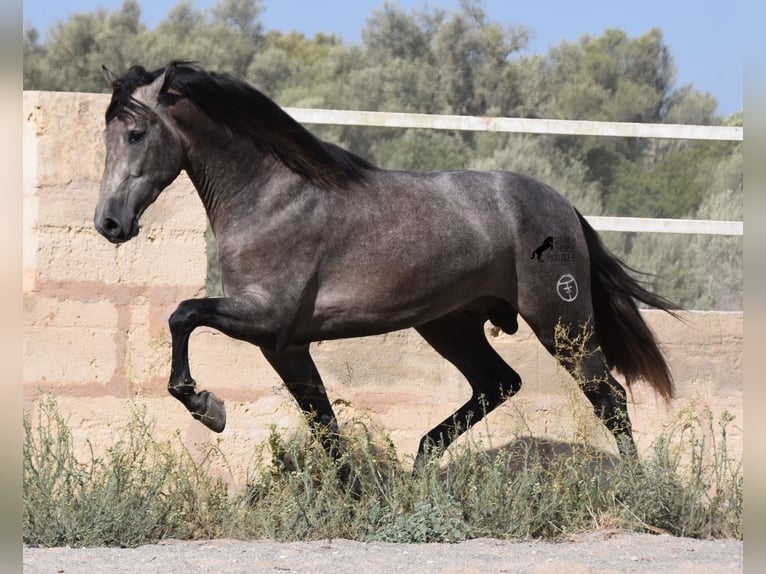 PRE Stallion 3 years 16,1 hh Gray in Mallorca