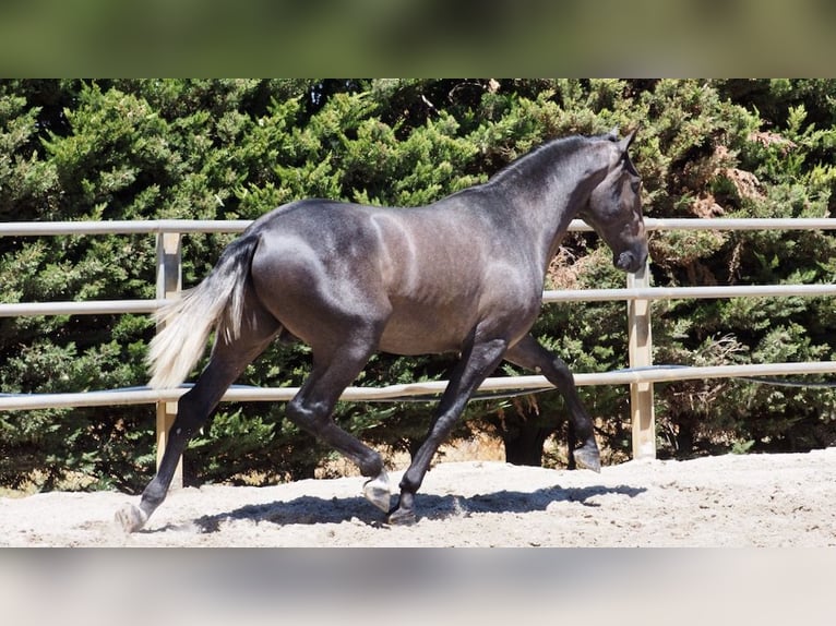 PRE Mix Stallion 3 years 16,1 hh Gray in NAVAS DEL MADRONO