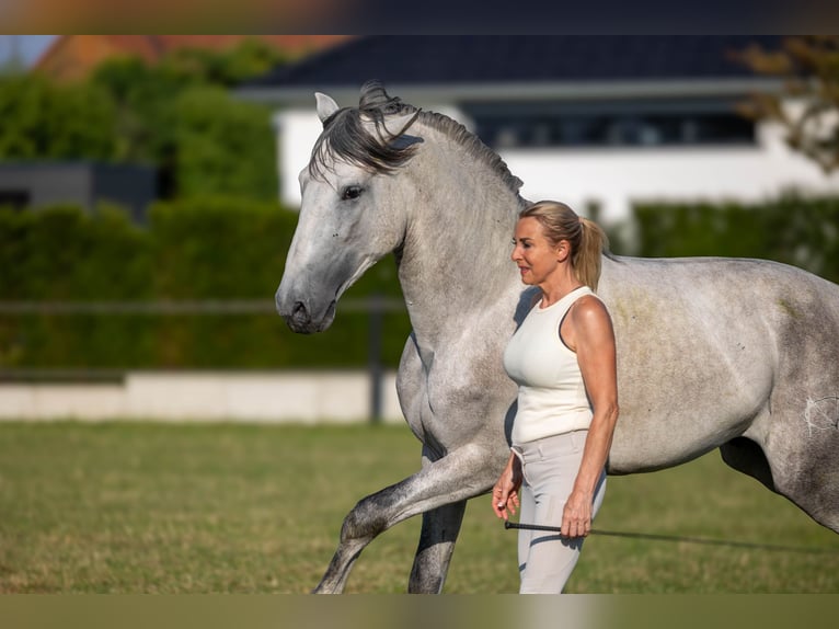 PRE Mix Stallion 3 years 16.1 hh Grey in Minden