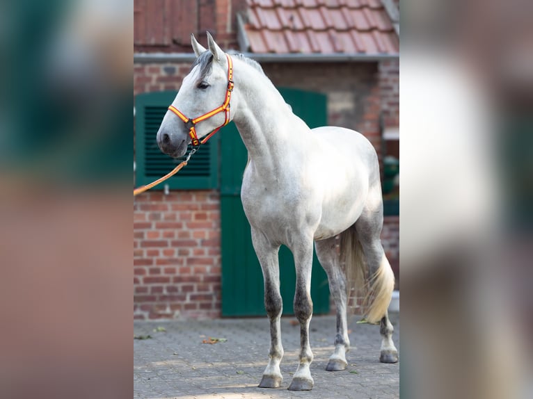 PRE Mix Stallion 3 years 16.1 hh Grey in Minden