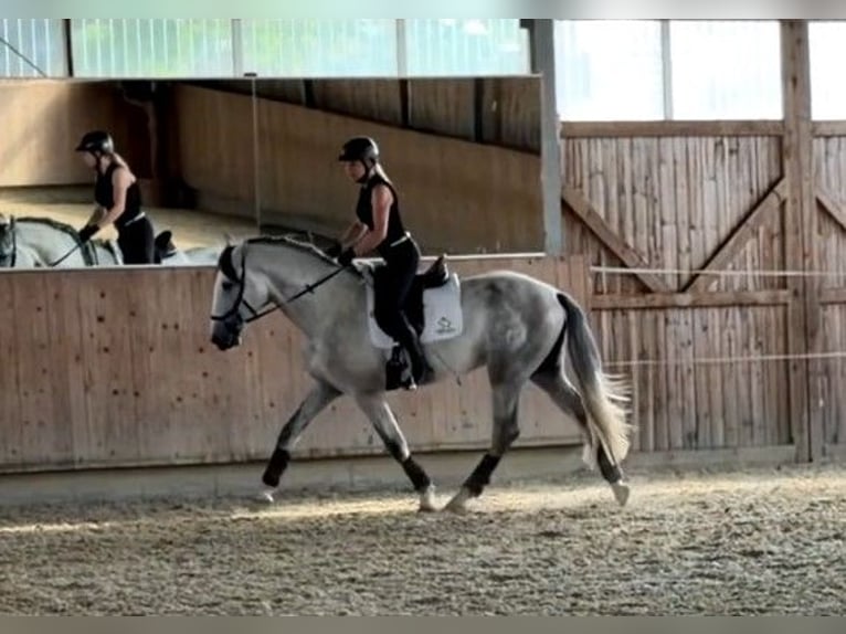 PRE Mix Stallion 3 years 16.1 hh Grey in Minden